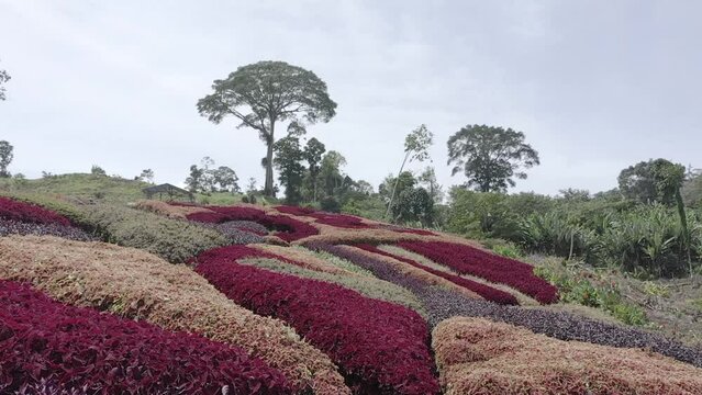 Establish aerial view of the Beautiful colorful flower garden at Puncak Tonang, Pasaman Regency, West Sumatra. d-log raw stock video
