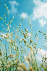 Naklejka premium Field of tall grass