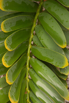 Cardboard palm, Zamia furfuracea, Mexican cycad