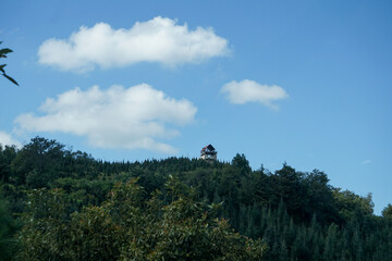 Obraz premium Plantación de arboles de Navidad