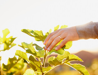 Hands, leaves and plants for farming, gardening and agriculture in summer, sunshine and growth. Person with leaf of vegetable or fruit for closeup of crops, produce and working on field or gardening