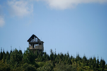 Plantaci&oacute;n de arboles de Navidad