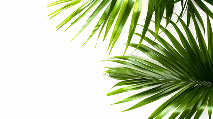 Bright green palm leaves with a white background, ideal for tropical and nature-themed designs and backgrounds.