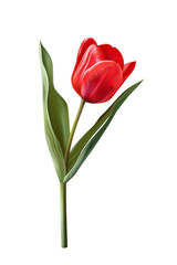 Obraz premium Single Vibrant red tulip on transparent background