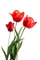 Fototapeta premium Vibrant red tulips on transparent background