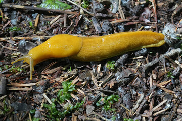Closeup on a yellow large North-American California banana slug, Ariolimax californicus on the ground - Powered by Adobe