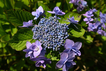 ひらく紫色のかわいい紫陽花
