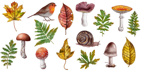 drawing set of autumn forest objects, leaves, mushrooms, bird and snail isolated at white background, natural elements, hand drawn botanical illustration © cat_arch_angel