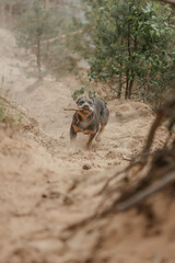 A Prayther dog in nature in summer