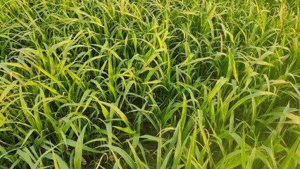 green grass background