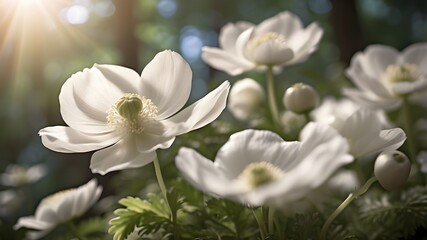 A captivating close-up shot revealing the intricate details of white anemone flowers thriving in the spring forest, their ethereal beauty accentuated by the warm rays of sunlight cascading through the