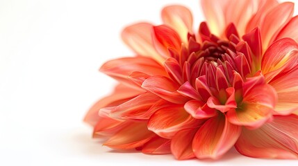 Obraz premium Close-up of a vibrant red flower.