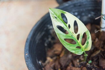 Monstera Acuminata Albo Varigated in the pot - swiss cheese albo  Varigated   © rukawajung