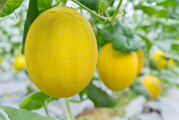 Closeup to Fresh golden melon in greenhouse of farm