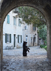 A black Schnauzer stands guard at the entrance of a vaulted stone archway, a sentinel in a...