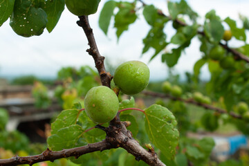 Green Apricot Fruits on stems, fresh leaves