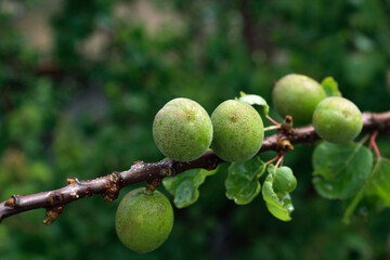 Green Apricot Fruits on stems, fresh leaves
