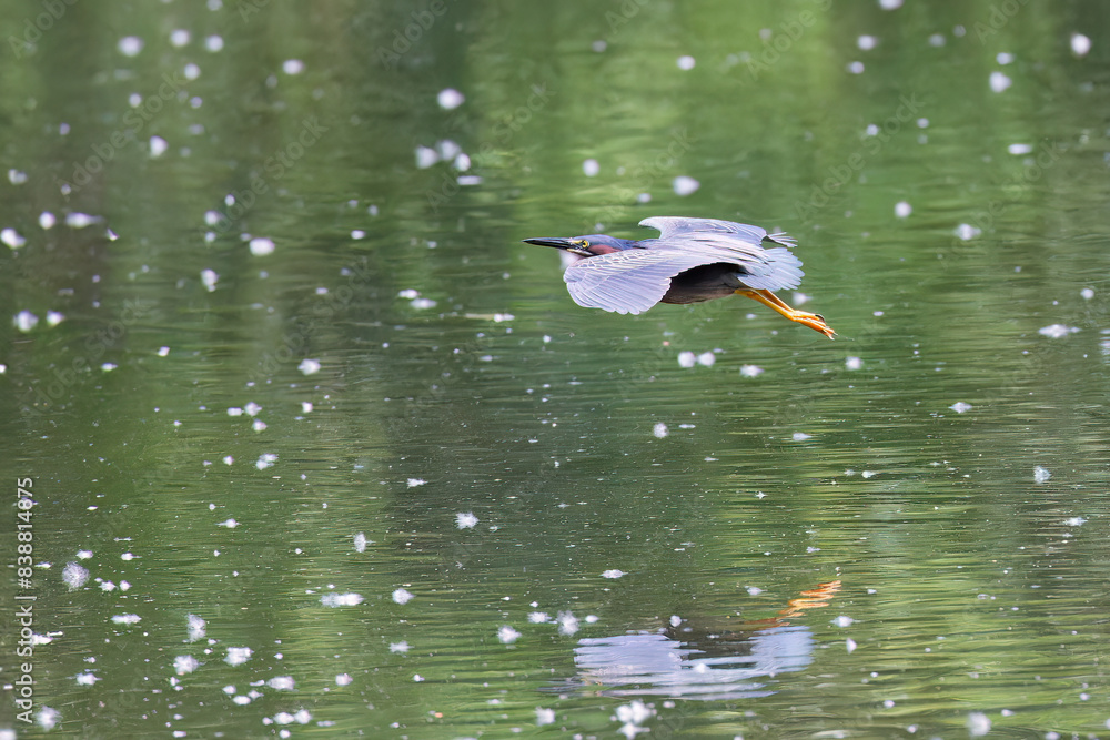 Sticker Green heron in flight. Green heron  (Butorides virescens) is a small heron of North and Central America.