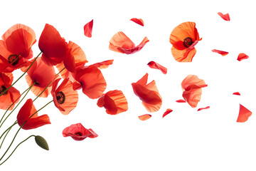 Red poppy flowers with transparent background