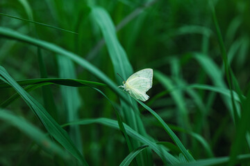 butterfly on a green grass