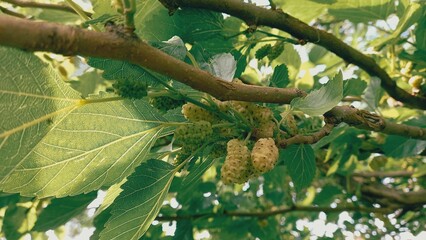 The Beautiful Mulberry trees, fruits and green leaves