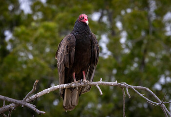 A Turkey Vulture roosting in a tree.