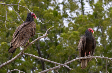 A pair of Turkey Vultures sharing a roost in a tree