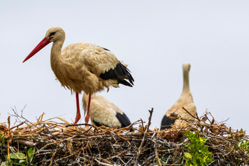 Stork resting on its nest in the Alagarve in Portugal.