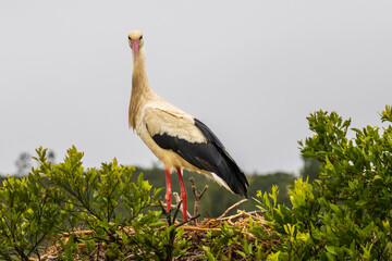 Stork resting on its nest in the Alagarve in Portugal.