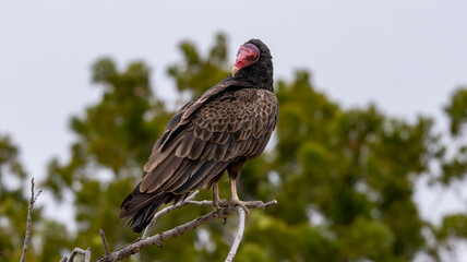 A Turkey Vulture roosting in a tree.