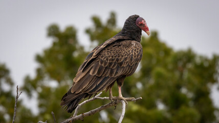 A Turkey Vulture roosting in a tree.