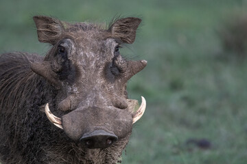 Portrait of a warthog