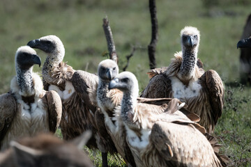 Vulture parade
