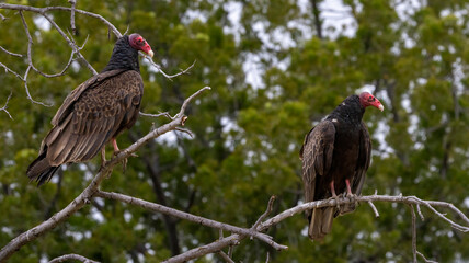 A pair of Turkey Vultures sharing a roost in a tree