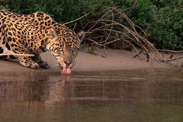 Thirsty jaguar © Tom