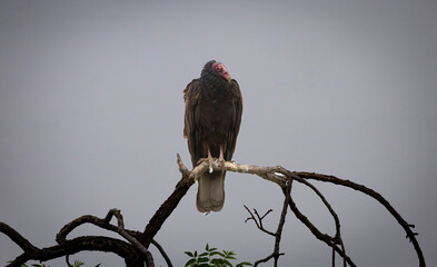 A Turkey Vulture roosting in a tree.