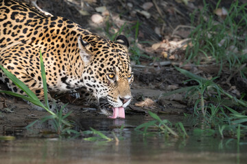 Thirsty jaguar