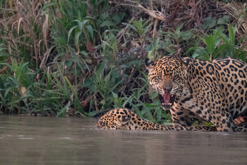 Mating jaguars