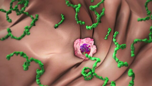 Lyme disease virus attack on immune cells
