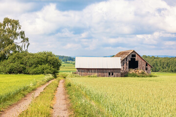 Dirt road to an old wooden barn in by a cereal field