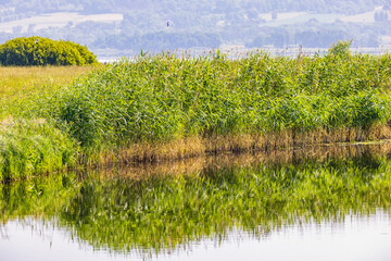 River bend with reed and water reflections a sunny summer day