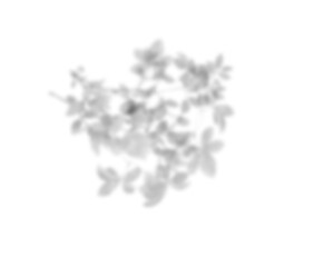 Palm leaf shadow overlay effect. tropical leaves shadows. Leaves shadow overlay, isolated Branches leaves. Realistic tree branches shadow blur isolate on transparent backgrounds