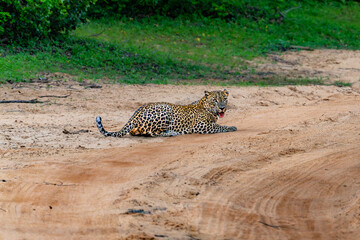 Panthera Paradus Kotiya (Sri Lanka Leopard), posing for the camera.