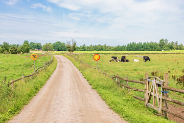 Gravel road in a rural landscape with grazing cattles on a meadow