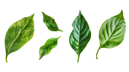 Naklejka premium set of green leaves isolated on transparent background, leaf cut out 