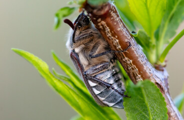 Beetle on a tree in spring. Macro