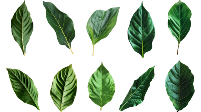 set of green leaves isolated on transparent background, leaf cut out 