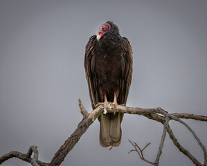 A Turkey Vulture roosting in a tree.