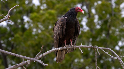 A Turkey Vulture roosting in a tree.