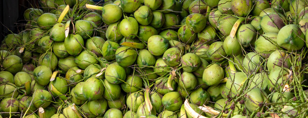 Harvest of green coconut nuts as background